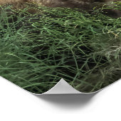 Poster Animaux de bébés cutest | Ours Mama Ours et ses pe (Coin)