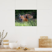 Poster Animaux de bébés cutest | Paire de frères et soeur (Cuisine)