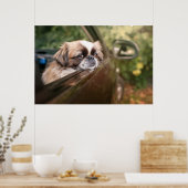 Poster Animaux de bébés cutest | Pekingese Chiot en voitu (Cuisine)