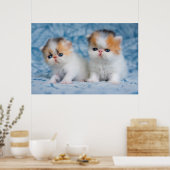 Poster Animaux de bébés cutest | Persian Calico Kitten (Cuisine)
