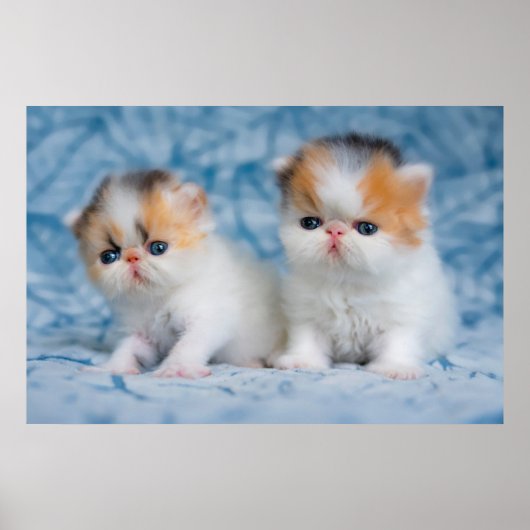 Poster Animaux de bébés cutest | Persian Calico Kitten (Devant)