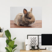 Poster Animaux de bébés cutest | Petit lapin bébé (Bureau à domicile)