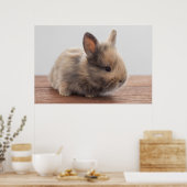 Poster Animaux de bébés cutest | Petit lapin bébé (Cuisine)
