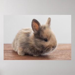 Poster Animaux de bébés cutest   Petit lapin bébé