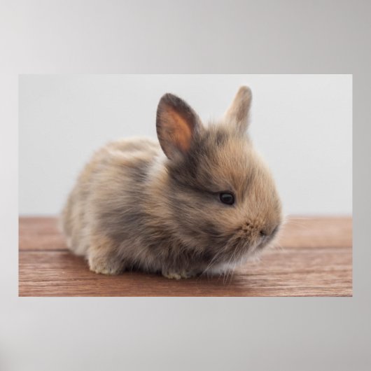 Poster Animaux de bébés cutest | Petit lapin bébé (Devant)