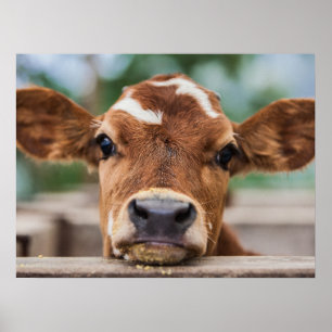 Poster Animaux de bébés cutest   Petite vache