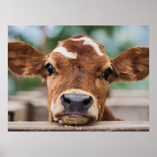 Poster Animaux de bébés cutest | Petite vache (Devant)