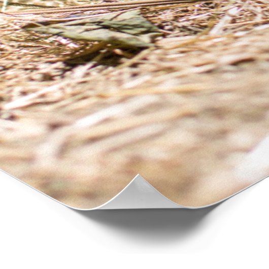 Poster Animaux de bébés cutest | Piglet bébé mignon (Coin)