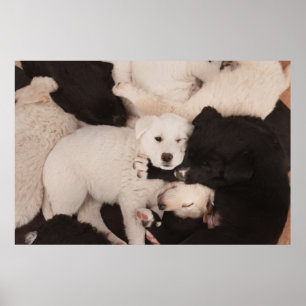 Poster Animaux de bébés cutest Pile de marionnettes