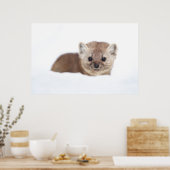 Poster Animaux de bébés cutest | Pine Marten (Cuisine)