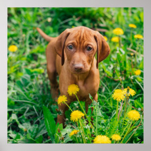 Poster Animaux de bébés cutest Pointeur