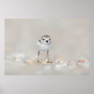 Poster Animaux de bébés cutest Poussette de tuyauterie