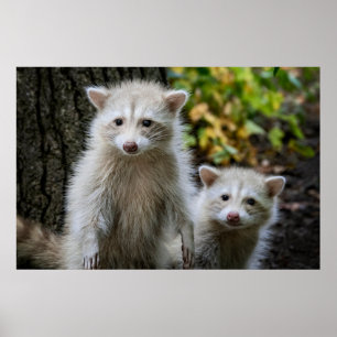Poster Animaux de bébés cutest Raccoons jeunes blonds