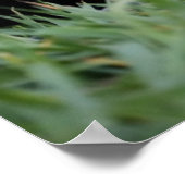 Poster Animaux de bébés cutest | Red Fox Kit Peeking (Coin)