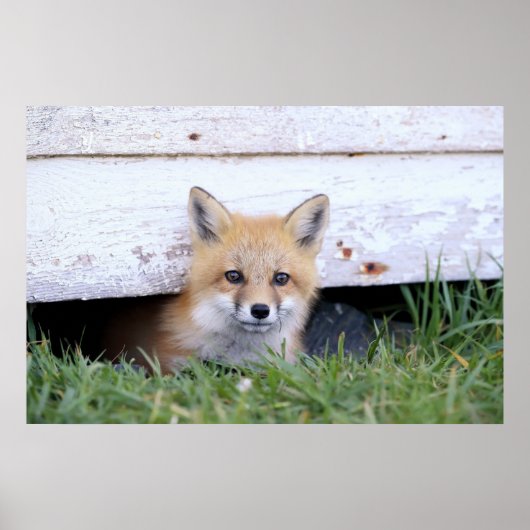 Poster Animaux de bébés cutest | Red Fox Kit Peeking (Devant)