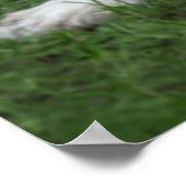 Poster Animaux de bébés cutest | Remorque (Coin)