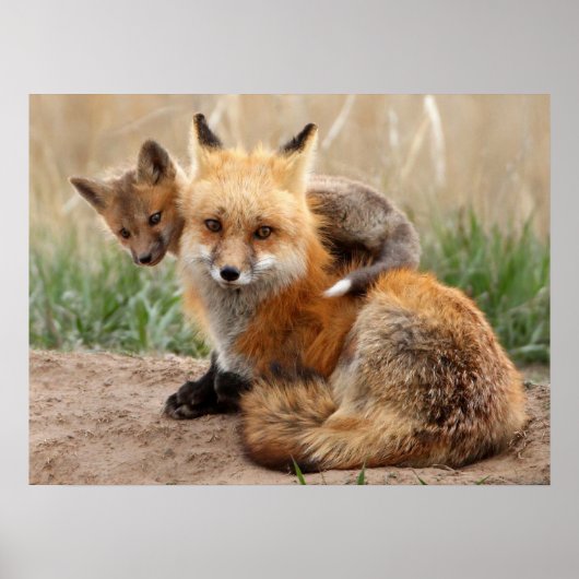 Poster Animaux de bébés cutest | Renard rouge et bébé (Devant)