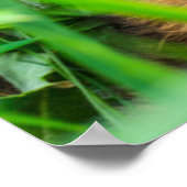 Poster Animaux de bébés cutest | Roe Deer Baby (Coin)