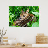 Poster Animaux de bébés cutest | Roe Deer Baby (Cuisine)