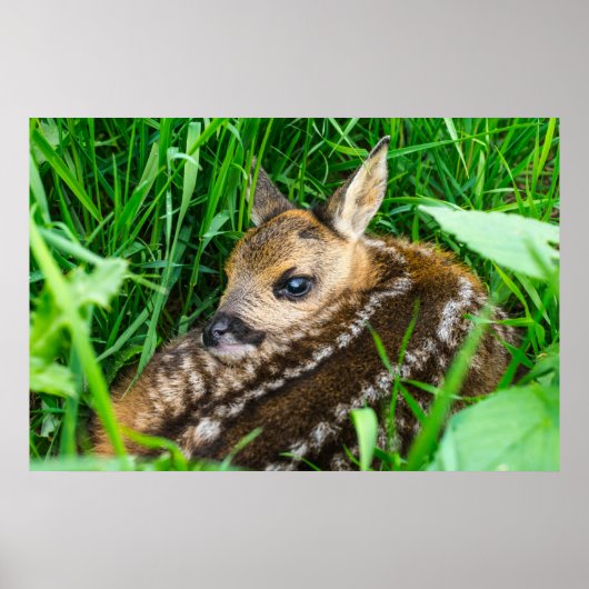Poster Animaux de bébés cutest | Roe Deer Baby (Devant)