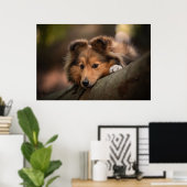 Poster Animaux de bébés cutest | Shetland Sheepdog Puppy (Bureau à domicile)