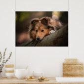Poster Animaux de bébés cutest | Shetland Sheepdog Puppy (Cuisine)