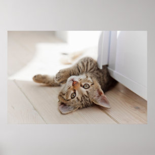 Poster Animaux de bébés cutest   Shorthair Tabby Kitten