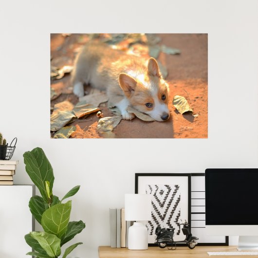 Poster Animaux de bébés cutest | Shy Corgi (Bureau à domicile)