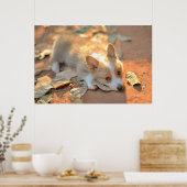 Poster Animaux de bébés cutest | Shy Corgi (Cuisine)