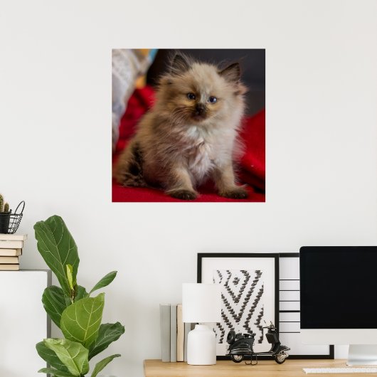 Poster Animaux de bébés cutest | Siamese Kitten (Bureau à domicile)