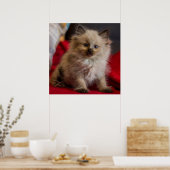 Poster Animaux de bébés cutest | Siamese Kitten (Cuisine)