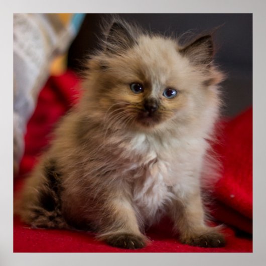 Poster Animaux de bébés cutest | Siamese Kitten (Devant)