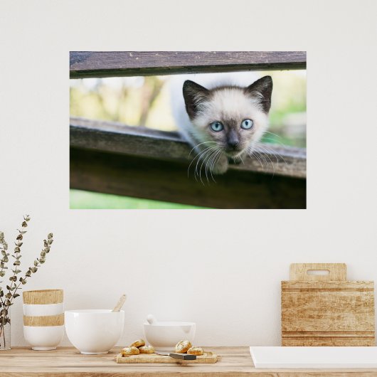 Poster Animaux de bébés cutest | Siamese Kitten 2 (Cuisine)