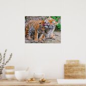 Poster Animaux de bébés cutest | Sibérie Tiger Famille (Cuisine)