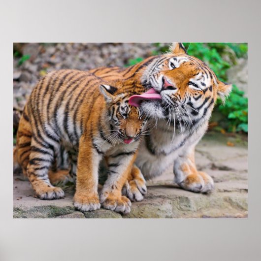 Poster Animaux de bébés cutest | Sibérie Tiger Famille (Devant)