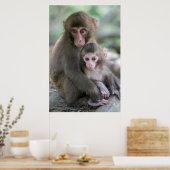 Poster Animaux de bébés cutest | Singes japonais (Cuisine)