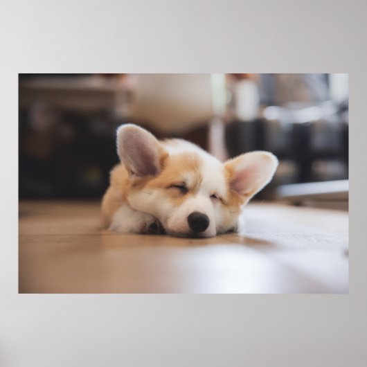 Poster Animaux de bébés cutest | Sleepy Corgi (Devant)
