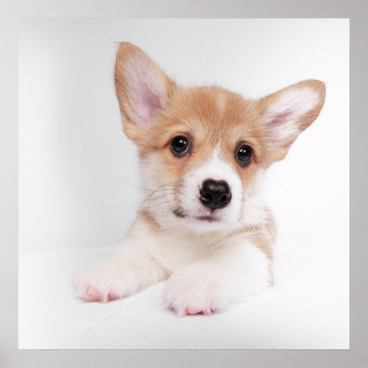 Poster Animaux de bébés cutest | Sweet Baby Corgi (Devant)