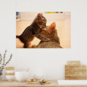 Poster Animaux de bébés cutest | Tabby Kitten Kiss (Cuisine)