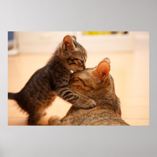 Poster Animaux de bébés cutest | Tabby Kitten Kiss (Devant)