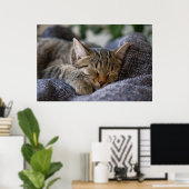 Poster Animaux de bébés cutest | Tabby Kitten Sommeil (Bureau à domicile)