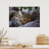 Poster Animaux de bébés cutest | Tabby Kitten Sommeil (Cuisine)