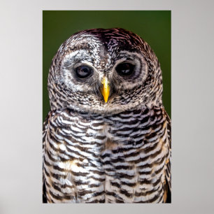 Poster Animaux de bébés cutest Tawny Owl