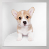 Poster Animaux de bébés cutest | Tiny Corgi (Devant)