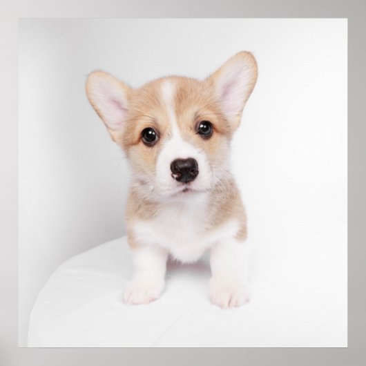 Poster Animaux de bébés cutest | Tiny Corgi (Devant)