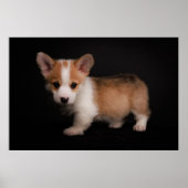 Poster Animaux de bébés cutest | Tiny Corgi (Devant)