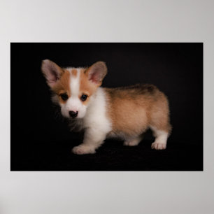 Poster Animaux de bébés cutest   Tiny Corgi