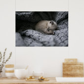 Poster Animaux de bébés cutest | Tiny Kitten Dormir (Cuisine)