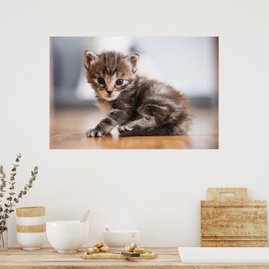 Poster Animaux de bébés cutest | Tiny Tabby Kitten (Cuisine)