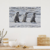 Poster Animaux de bébés cutest | Trois Épouses Penguin Em (Cuisine)